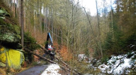 Eine große Holzerntemaschine schneidet den Weg im Kirnitzschtal frei
