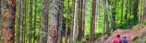 Wanderer sollten unter den abgestorbenen Fichten auf herab brechende Äse oder Krontenteile achten.