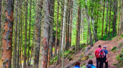 Wanderer sollten unter den abgestorbenen Fichten auf herab brechende Äse oder Krontenteile achten.