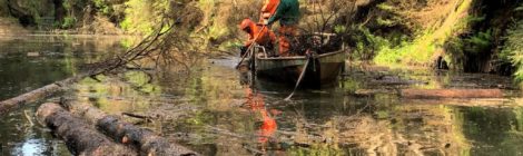 Abgestorbene Bäume am Fluss Kirnitzsch wurden vorsorglich gefällt. Von einem Kahn aus werden sie zersägt und abtransportiert.