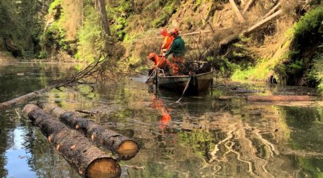 Abgestorbene Bäume am Fluss Kirnitzsch wurden vorsorglich gefällt. Von einem Kahn aus werden sie zersägt und abtransportiert.
