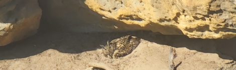 Eine Uhuhenne brütet in einem Felsen des Nationalparks Sächsische Schweiz