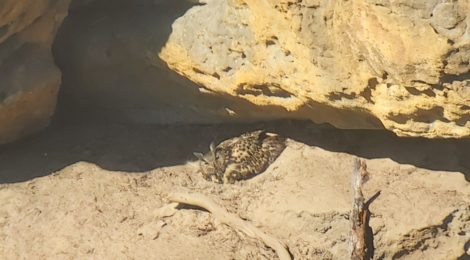 Eine Uhuhenne brütet in einem Felsen des Nationalparks Sächsische Schweiz