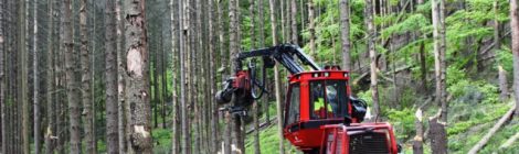 Eine Holzerntemaschine kann auch morsche Bäume fällen. Der Fahrer sitzt geschützt in einer Kabine, die vor herab fallenden Ästen oder Kronenteilen schützt..