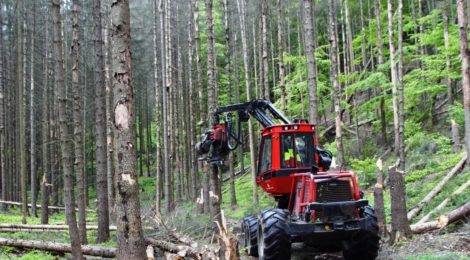 Eine Holzerntemaschine kann auch morsche Bäume fällen. Der Fahrer sitzt geschützt in einer Kabine, die vor herab fallenden Ästen oder Kronenteilen schützt..