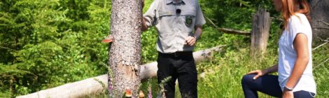 „Ein Pilzbefall an den stehenden abgestorbenen Bäumen ist ein sicheres Alarmsignal.“ so Zimmermann. „Hier ist die Zersetzung des Holzes schon weit fortgeschritten und damit die Bruchgefahr dramatisch erhöht. Der Besucher sollte diese Wegeabschnitte besser meiden und alternative Routen wählen.“