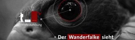 Grafik: AVANGA Dank ihrer extrem guten Sinnesleistungen nehmen viele Tierarten Menschen viel früher wahr als wir das für möglich halten würden. Sie flüchten dennoch nicht, wenn Wanderer immer verlässlich nur das gekennzeichnete Wegenetz benutzen. Jede Abweichen davon führt jedoch zu Verunsicherung, Flucht und verringert die Eignung des Nationalparks als Lebensraum für geschützte Tierarten.