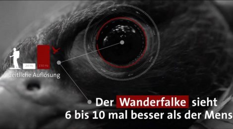 Grafik: AVANGA Dank ihrer extrem guten Sinnesleistungen nehmen viele Tierarten Menschen viel früher wahr als wir das für möglich halten würden. Sie flüchten dennoch nicht, wenn Wanderer immer verlässlich nur das gekennzeichnete Wegenetz benutzen. Jede Abweichen davon führt jedoch zu Verunsicherung, Flucht und verringert die Eignung des Nationalparks als Lebensraum für geschützte Tierarten.