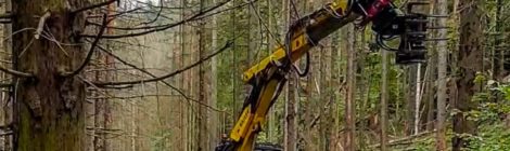 Foto: Hanspeter Mayr Klein, stark, geländegängig und besonders geschützt ist der Schreitbagger einer Spezialfirma aus Nordrhein-Westfalen, der zur Zeit testweise einige unpassierbare Wege im Nationalpark freischneidet. Nach dem Test wird entschieden, ob die Maschine weiter sinnvoll und naturschutzfachlich vertretbar zu diesem Zweck eingesetzt werden kann.