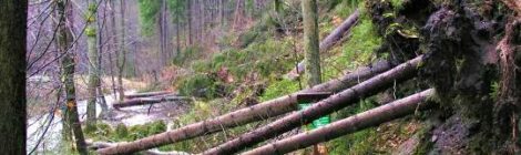 Foto: Archiv Nationalparkverwaltung Mit solchen Bildern wie diesen Windwürfen im Kirnitzschtal aus der Vergangenheit ist morgen wieder zu rechnen. Die Nationalparkverwaltung empfiehlt dringend bei dem für morgen angekündigten Sturm und einige Tage danach, den Wald zu meiden.