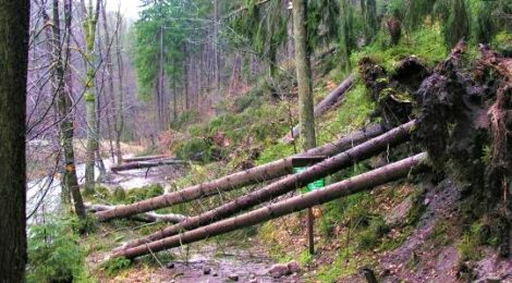 Foto: Archiv Nationalparkverwaltung Mit solchen Bildern wie diesen Windwürfen im Kirnitzschtal aus der Vergangenheit ist morgen wieder zu rechnen. Die Nationalparkverwaltung empfiehlt dringend bei dem für morgen angekündigten Sturm und einige Tage danach, den Wald zu meiden.