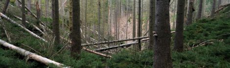 Foto: A. Seltmann Wanderpfade wie dieser sind durch Sturm Ignatz erneut unpassierbar geworden. Die Arbeiten der Nationalparkverwaltung zum Freischneiden von Wegen sind in vollem Gange. Sobald die Rettungswege wieder frei sind, wird die Sperrung aufgehoben.