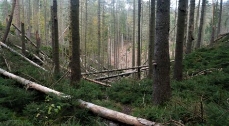 Foto: A. Seltmann Wanderpfade wie dieser sind durch Sturm Ignatz erneut unpassierbar geworden. Die Arbeiten der Nationalparkverwaltung zum Freischneiden von Wegen sind in vollem Gange. Sobald die Rettungswege wieder frei sind, wird die Sperrung aufgehoben.