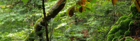 Weißtanne als Naturverjüngung