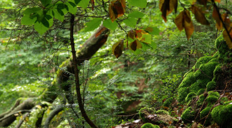 Weißtanne als Naturverjüngung