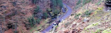Foto: H. Rößler Verkehrssicherung an der Kirnitzschtalstraße: Über 100 abgestorbene Fichten haben die Waldarbeiter der Nationalparkverwaltung und der Maschinenstation an diesem felsigen Steilhang gefällt und sicher zu Tal gebracht. Der Straßenbelag war in dieser Zeit durch dicke Gummimatten geschützt.