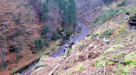 Foto: H. Rößler Verkehrssicherung an der Kirnitzschtalstraße: Über 100 abgestorbene Fichten haben die Waldarbeiter der Nationalparkverwaltung und der Maschinenstation an diesem felsigen Steilhang gefällt und sicher zu Tal gebracht. Der Straßenbelag war in dieser Zeit durch dicke Gummimatten geschützt.
