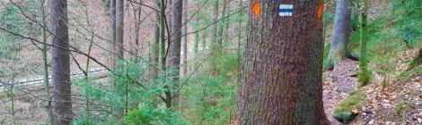 Foto: A. Seltmann Die roten Markierungen an den durch Trockenheit und Borkenkäfer abgestorbenen Fichten oberhalb der Straße im Tiefen Grund kündigen die Fällung schon an. Hier wird deutlich, dass auch Wanderwege von den Verkehrssicherungsarbeiten betroffen sind und für die Zeit der Fällarbeiten gesperrt bleiben müssen.