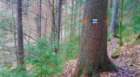Foto: A. Seltmann Die roten Markierungen an den durch Trockenheit und Borkenkäfer abgestorbenen Fichten oberhalb der Straße im Tiefen Grund kündigen die Fällung schon an. Hier wird deutlich, dass auch Wanderwege von den Verkehrssicherungsarbeiten betroffen sind und für die Zeit der Fällarbeiten gesperrt bleiben müssen.