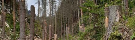 (Deutsch) Bei Sturm und auch danach nicht im Wald wandern