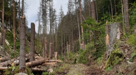 (Deutsch) Bei Sturm und auch danach nicht im Wald wandern