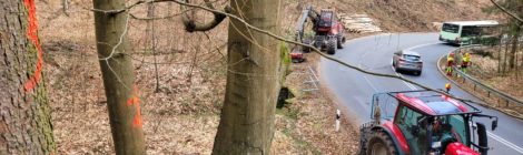 Foto: Archiv Nationalparkverwaltung, Hanspeter Mayr Die Spezialisten der Nationalparkverwaltung und der Maschinenstation Königstein holen umbruchgefährdete Stämme aus den Steilhängen oberhalb der Serpentinen der Wartenbergstraße. Den Verkehr leiten sie mit Ampelregelung sicher an den Arbeitsorten vorbei. Zum Abtransport des Holzes muss die Straße jedoch einige Tage voll gesperrt werden.