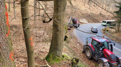 Foto: Archiv Nationalparkverwaltung, Hanspeter Mayr Die Spezialisten der Nationalparkverwaltung und der Maschinenstation Königstein holen umbruchgefährdete Stämme aus den Steilhängen oberhalb der Serpentinen der Wartenbergstraße. Den Verkehr leiten sie mit Ampelregelung sicher an den Arbeitsorten vorbei. Zum Abtransport des Holzes muss die Straße jedoch einige Tage voll gesperrt werden.