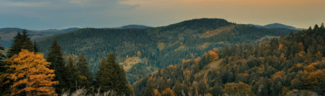 Foto: Archiv ZGF Ukrainische Urwälder - die Frankfurter Zoologische Gesellschaft (ZGF) unterstützt seit vielen Jahren die Arbeit der Schutzgebietsverwaltungen in der Ukraine. Aktuell fliehen viele Menschen aus den Städten in die Wälder und kommen in den Gebäuden der Schutzgebietsverwaltungen unter. Die ZGF unterstützt auch jetzt weiter und sammelt Spenden für die Geflüchteten in den Schutzgebieten.