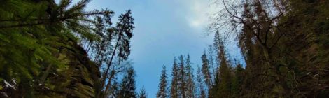 Foto: Archiv Nationalparkverwaltung, Hp. Mayr 900 Flüge waren erforderlich, um 450 abgestorbene Fichten aus der Kirnitzschklamm im Bereich der Oberen Schleuse heraus zu transportieren. Die Nationalparkverwaltung organisierte diese Maßnahme mit Unterstützung der Stadt Sebitz, des Umweltministeriums und des Staatsbetriebes Sachsenforst. Auf diese Weise wurde die Baumsturzgefahr verringert und die Kahnfahrt auf der Oberen Schleuse kann in der neuen Saison wieder stattfinden.