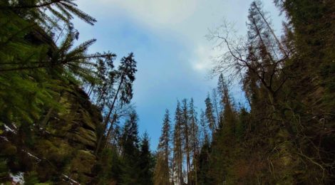 Foto: Archiv Nationalparkverwaltung, Hp. Mayr 900 Flüge waren erforderlich, um 450 abgestorbene Fichten aus der Kirnitzschklamm im Bereich der Oberen Schleuse heraus zu transportieren. Die Nationalparkverwaltung organisierte diese Maßnahme mit Unterstützung der Stadt Sebitz, des Umweltministeriums und des Staatsbetriebes Sachsenforst. Auf diese Weise wurde die Baumsturzgefahr verringert und die Kahnfahrt auf der Oberen Schleuse kann in der neuen Saison wieder stattfinden.