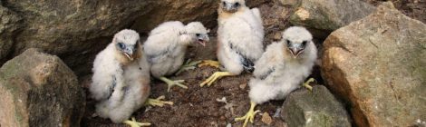 Foto: U. Augst Zum Schutz der Brut von Uhus, Schwarzstörchen und wie im Bild zu sehen Wanderfalken werden im Nationalpark und dem umgebenden Landschaftsschutzgebiet Sächsische Schweiz Horstschutzzonen ausgewiesen. Vor allem an schönen Wochenenden engagieren sich Bergsportler freiwillig zur Horstbewachung und weisen diejenigen Besucher auf die besondere Schutzwürdigkeit hin, die die Schilder im Gelände übersehen haben oder ihre Bedeutung nicht kennen.