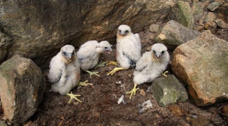 Foto: U. Augst Zum Schutz der Brut von Uhus, Schwarzstörchen und wie im Bild zu sehen Wanderfalken werden im Nationalpark und dem umgebenden Landschaftsschutzgebiet Sächsische Schweiz Horstschutzzonen ausgewiesen. Vor allem an schönen Wochenenden engagieren sich Bergsportler freiwillig zur Horstbewachung und weisen diejenigen Besucher auf die besondere Schutzwürdigkeit hin, die die Schilder im Gelände übersehen haben oder ihre Bedeutung nicht kennen.