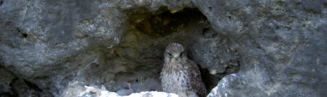 Mit der Einführung des zeitweisen jährlichen Boofenverbots sollen zumindest nachts bessere Bedingungen geschaffen werden, um unter anderem ein weiteres Absinken der Brutvogelzahlen vor allem bei Wanderfalken (s. Foto) aufhalten zu können und auch für weitere Tierarten im Nationalpark eine störungsarme Aufzucht ihrer Jungtiere zu ermöglichen. Künftig ist es vom 1. Februar bis 15. Juni verboten, im Nationalpark zu übernachten. Das Projekt läuft bis 2025. Nationalparkverwaltung und die beteiligten Verbände und Kommunen vereinbarten, den Erfolg der Maßnahmen bis dahin zu überprüfen und eine langfristige Regelung zu besprechen.