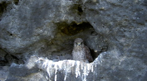 Mit der Einführung des zeitweisen jährlichen Boofenverbots sollen zumindest nachts bessere Bedingungen geschaffen werden, um unter anderem ein weiteres Absinken der Brutvogelzahlen vor allem bei Wanderfalken (s. Foto) aufhalten zu können und auch für weitere Tierarten im Nationalpark eine störungsarme Aufzucht ihrer Jungtiere zu ermöglichen. Künftig ist es vom 1. Februar bis 15. Juni verboten, im Nationalpark zu übernachten. Das Projekt läuft bis 2025. Nationalparkverwaltung und die beteiligten Verbände und Kommunen vereinbarten, den Erfolg der Maßnahmen bis dahin zu überprüfen und eine langfristige Regelung zu besprechen.