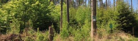 Foto: Sina Klingner Waldwachstum nicht aufzuhalten: wie hier am Hochhübel wird sich der Wald auf den Flächen entwickeln, auf denen Borkenkäfer Fichten haben absterben lassen.