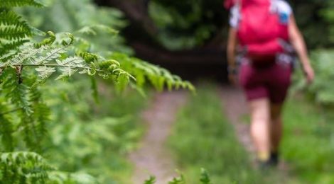 Im Vordergrund Farne, im Hintergrund eine wandernde Person mit rotem Rucksack