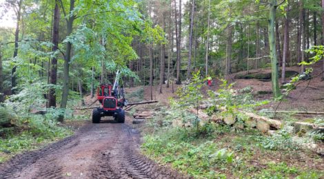Im September begannen die Sicherungsmaßnahmen an Rettungswegen im Nationalparkrevier Lohmen, wie hier am Pionierweg. Andere Arbeitsorte waren der Amselgrund bzw. aktuell der Füllhölzelweg und Wehlgrund.