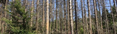 (Deutsch) Einladung zur Waldbesitzerschulung am 15.12.2022 in Bad Schandau