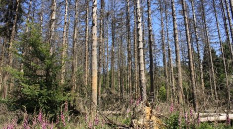 (Deutsch) Einladung zur Waldbesitzerschulung am 15.12.2022 in Bad Schandau