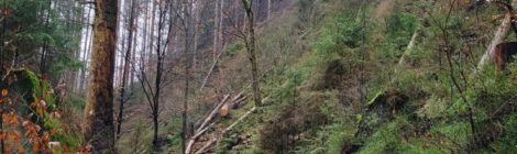 Nationalparkverwaltung startet jährliche Arbeiten zur Verkehrssicherung