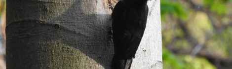 Foto: Michael Hörenz In der Sächsischen Schweiz hat vor kurzem die Brutzeit für den Schwarzspecht begonnen. Schwarzspechte benötigen für ihre relativ großen Bruthöhlen entsprechend alte Bäume mit großen Stammdurchmesser. Diese Höhlenbäume gelten als geschützte Biotope und finden viele Nachnutzer wie insbesondere Hohltauben und Raufußkäuze.