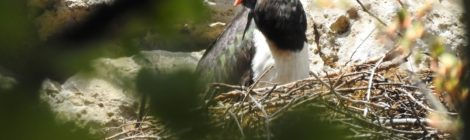 Foto: M Hörenz Im Elbsandsteingebirge brüten mit Schwarzstorch, Uhu und Wanderfalke drei störungsempfindliche Vogelarten. Um diese in ihrer Balz- und Brutzeit zu schützen, werden alljährlich einige Klettergipfel und deren Zugangswege zeitweilig gesperrt.