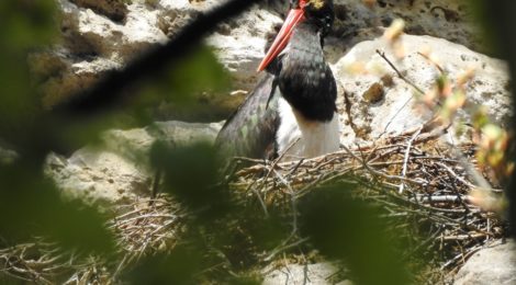 Foto: M Hörenz Im Elbsandsteingebirge brüten mit Schwarzstorch, Uhu und Wanderfalke drei störungsempfindliche Vogelarten. Um diese in ihrer Balz- und Brutzeit zu schützen, werden alljährlich einige Klettergipfel und deren Zugangswege zeitweilig gesperrt.