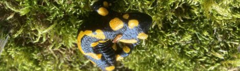 (Deutsch) Feuersalamander, wo bist du? - Fundmeldeaktion zum Schutz des Feuersalamanders in der Nationalparkregion