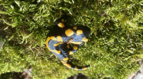 (Deutsch) Feuersalamander, wo bist du? - Fundmeldeaktion zum Schutz des Feuersalamanders in der Nationalparkregion