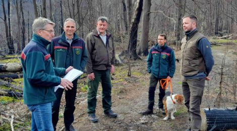 Foto: Ch. Tscheuschner Der Vorsitzende des Jagdverbandes Sächsische Schweiz e. V. Stefan Große (l) und sein Stellvertreter Jörg Honolka (m) freuten sich über die frühzeitige Gelegenheit für einen Erfahrungsaustausch mit Uwe Borrmeister (2.v.l) auch in seiner neuen Funktion als Nationalparkleiter. Auf den Waldbrandflächen im Nationalpark diskutierten sie mit Sascha Schlehahn (2. v. r.) und Hanspeter Mayr zum großen Potential der Waldentwicklung und den Einfluss des Wildes.