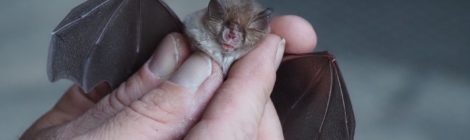 Ehrenamtliche Fledermauskundler bestimmen 10 Fledermausarten in der Nationalparkregion