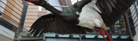 Foto: K. Hensel Ein zweites Präparat einer Schwarzstörchin ist samt Horst und Eier im Nationalparkzentrum in Bad Schandau eingeflogen.