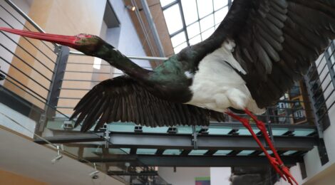 Foto: K. Hensel Ein zweites Präparat einer Schwarzstörchin ist samt Horst und Eier im Nationalparkzentrum in Bad Schandau eingeflogen.