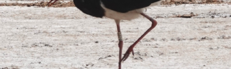 Foto 1: Jean-Marie Dupart Es ist zwar bekannt, dass Zufvögel weit fliegen, aber wenn ein aktuelles Foto vom 19. Februar 2024 aus dem Senegal einen „persönlich bekannten“ Schwarzstorch aus der Böhmischen Schweiz zeigt, ist die Faszination umso größer und kann sogar berührend sein. Dank der Meldung des französischen Fotografen Jean-Marie Dupart konnte der Storch anhand des weißen Rings mit dem Code 67PP identifiziert werden.